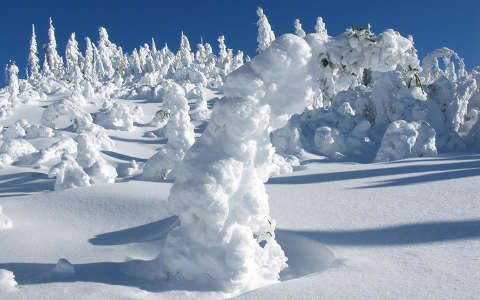 címlapfotó fa fenyő tél