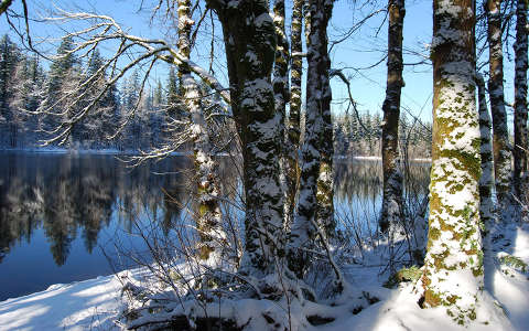címlapfotó fa tél tó