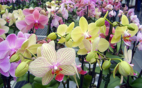 orchidea-kavalkád