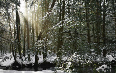 erdő fény tél
