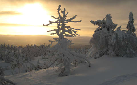 fa fenyő napfelkelte tél