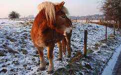 Hollandia, Wageningen, ló a hóban