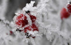 csipkebogyó zúzmara gyümölcs tél