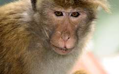 Ételre váró majom Sri Lankán
