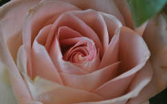 Hamvas rózsaszín rózsa