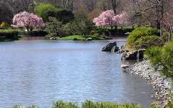 Tavaszi japánkert