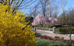 Tavasz a parkban, aranyeső és virágzó fák