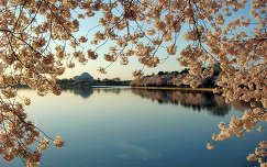 címlapfotó tavasz tükröződés tó virágzó fa