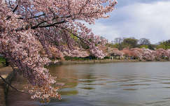 tavasz címlapfotó tó virágzó fa