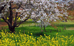 kerítés címlapfotó repce tavasz virágzó fa
