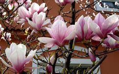 nagyvirágú liliomfa (Magnolia x soulangeana)