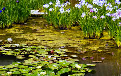 címlapfotó tavirózsa tavasz írisz tó