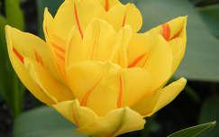Tavaszi virág (tulipán)