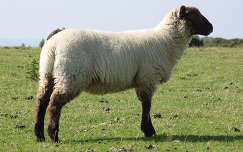 juh háziállat bárány