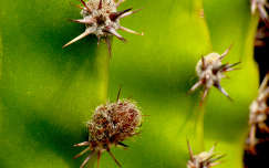 Kaktusz - Echinopsis eyriesii