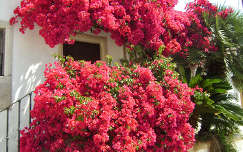 rododendron tavaszi virág címlapfotó