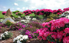 nochten tavaszi virág címlapfotó németország findlingspark rododendron tavasz kertek és parkok