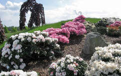 nochten tavaszi virág németország findlingspark rododendron tavasz kertek és parkok