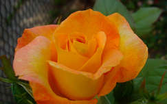 Cirmos sárga rózsa