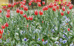 tulipán árvácska