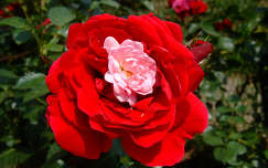 Rózsában a rózsa