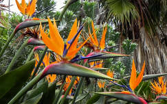 trópusi virág papagájvirág