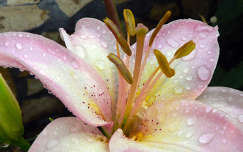 címlapfotó liliom nyári virág nyár vízcsepp