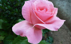 Floribunda rózsa