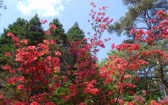 Magyarország, Jeli Arborétum, rododendron