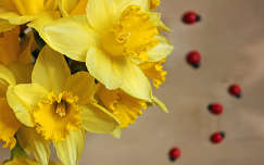 névnap és születésnap tavaszi virág nárcisz tavasz virágcsokor és dekoráció
