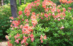 rododendron kertek és parkok