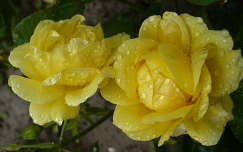 Sárga rózsa eső után