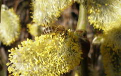 barka méh rovar