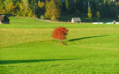 ősz fa mező