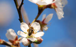 virágzó fa méh rovar