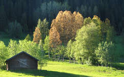 ház faház ősz fa erdő