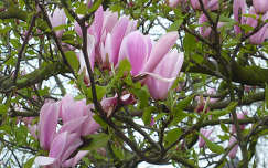 magnólia virágzó fa