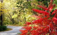 út címlapfotó ősz levél erdő