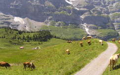 Jungfrau a Milka tehenekkel, Svájc
