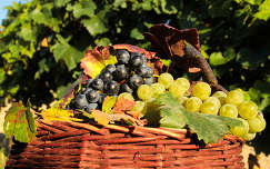 ősz gyümölcskosár szőlő gyümölcs