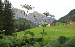 Az Olasz Alpok a viragok mogott.