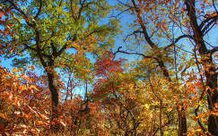 Az ősz gyönyörű színei a Dédesi-várnál