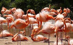 vizimadár flamingó