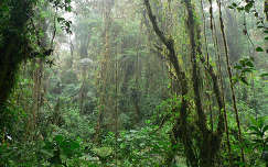 Monteverde Reserva, Santa Elena