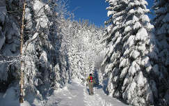 fenyő út címlapfotó örökzöld fa téli sport tél