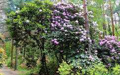 Magyarország, Kám, Jeli arborétum, rododendron