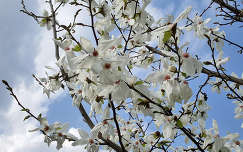japán liliomfa (Magnolia Kobus)