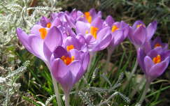 tavaszi virág címlapfotó tavasz krókusz nőnap