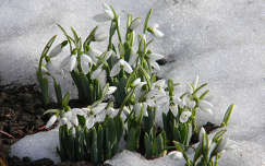 vadvirág tavaszi virág címlapfotó hóvirág