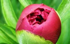 Pünkösdi rózsa bimbója